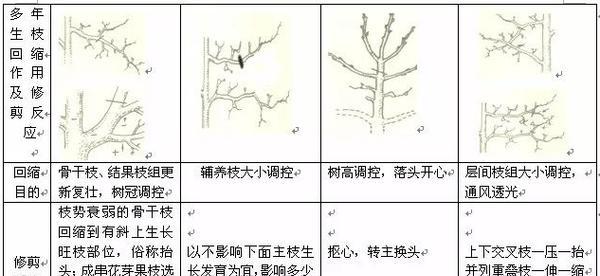 玫瑰花枝条修剪方法是什么？如何促进其生长？