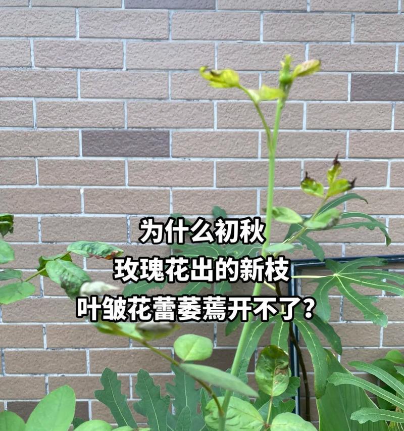 玫瑰花枝条修剪方法是什么？如何促进其生长？
