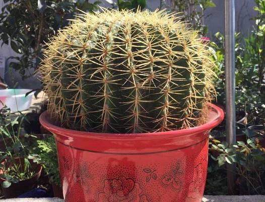 仙人球怎样才能养得更圆润？需要哪些特别养护？