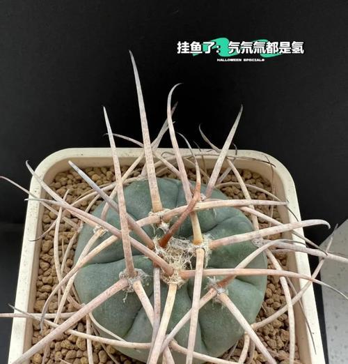 仙人球怎样才能养得更圆润？需要哪些特别养护？