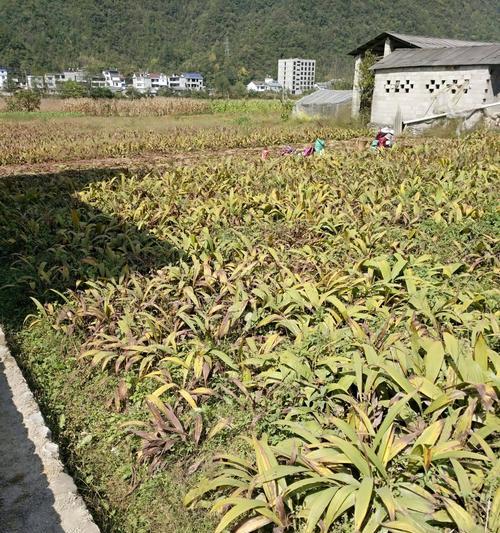 紫花海狸仙人掌的种植步骤是什么？怎样确保成活？