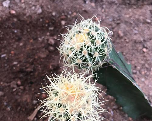 仙人球金虎不开花的原因是什么？