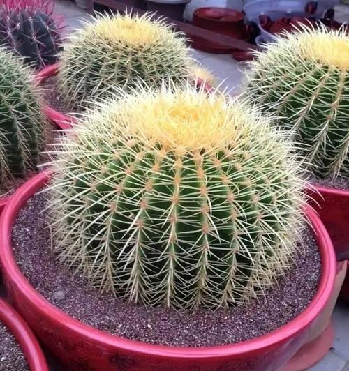 仙人球金虎不开花的原因是什么？