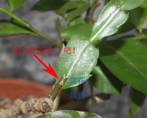 仙人球与蟹爪兰嫁接的步骤和技巧是什么？