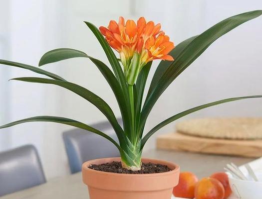 重瓣君子兰母本的养护管理方法？
