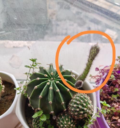 大菜盆种植仙人球的步骤和技巧是什么？