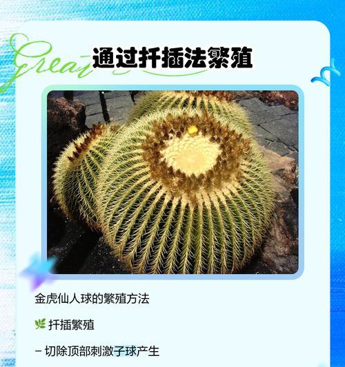 大菜盆种植仙人球的步骤和技巧是什么？
