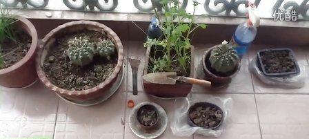 大菜盆种植仙人球的步骤和技巧是什么？
