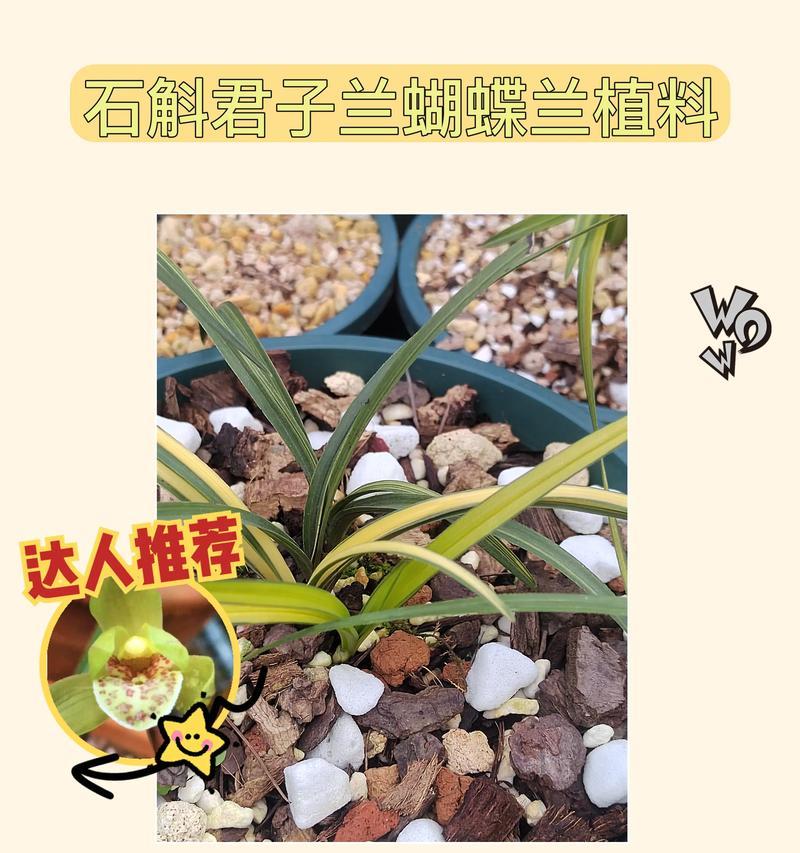 君子兰憋群兰发芽需要多长时间？
