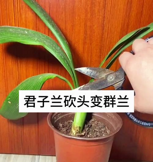 君子兰憋群兰发芽需要多长时间？