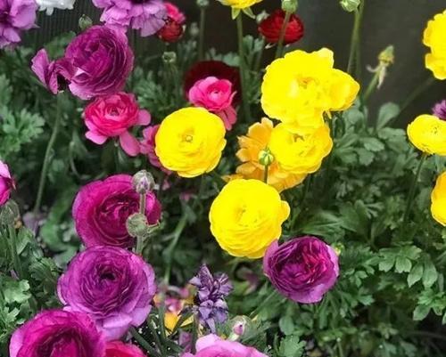 君子兰豆芽苗歪斜的原因是什么？如何矫正？