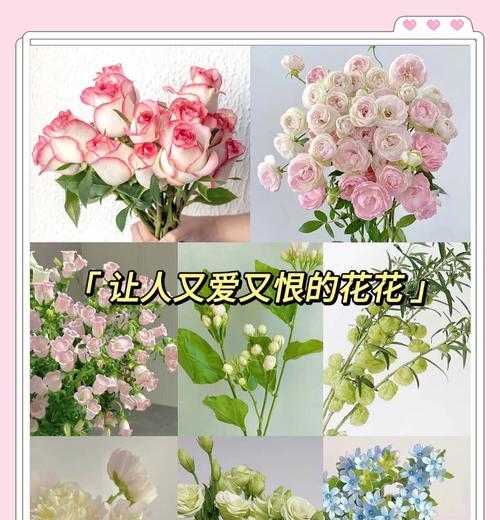 如何正确摘取玫瑰花瓣带回家？需要注意什么？