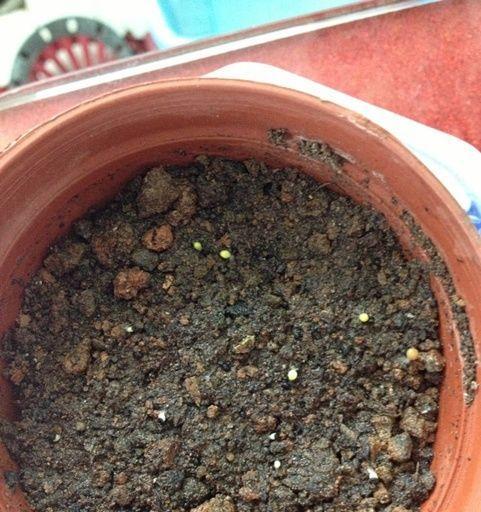 仙人球快速生根发芽需要什么肥料？