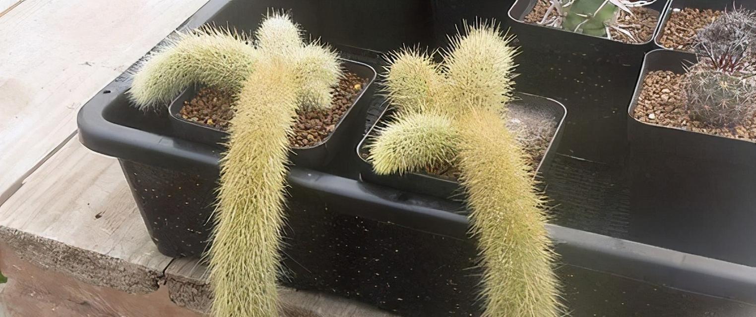 猴子绿仙人掌种植技巧是什么？如何确保成活？