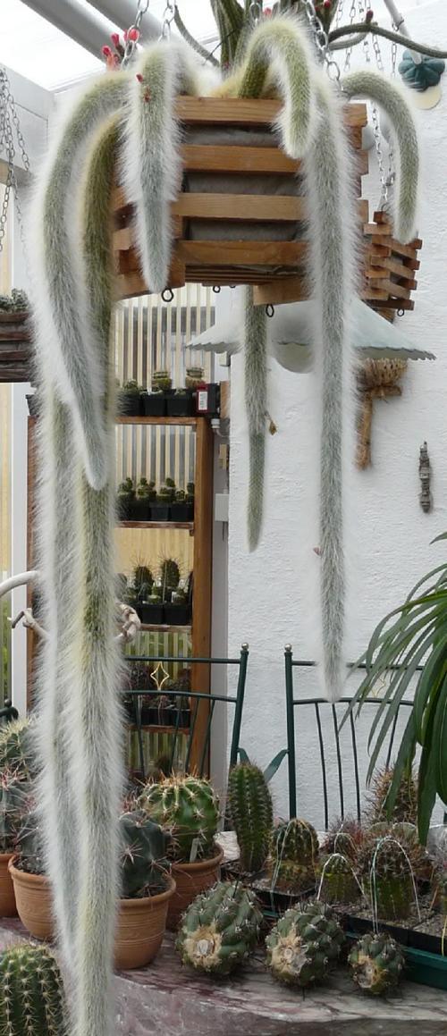 猴子绿仙人掌种植技巧是什么？如何确保成活？