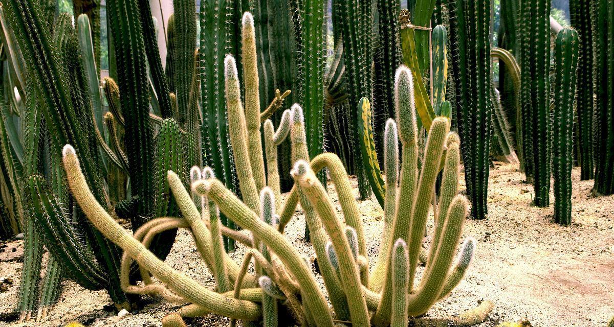猴子绿仙人掌种植技巧是什么？如何确保成活？