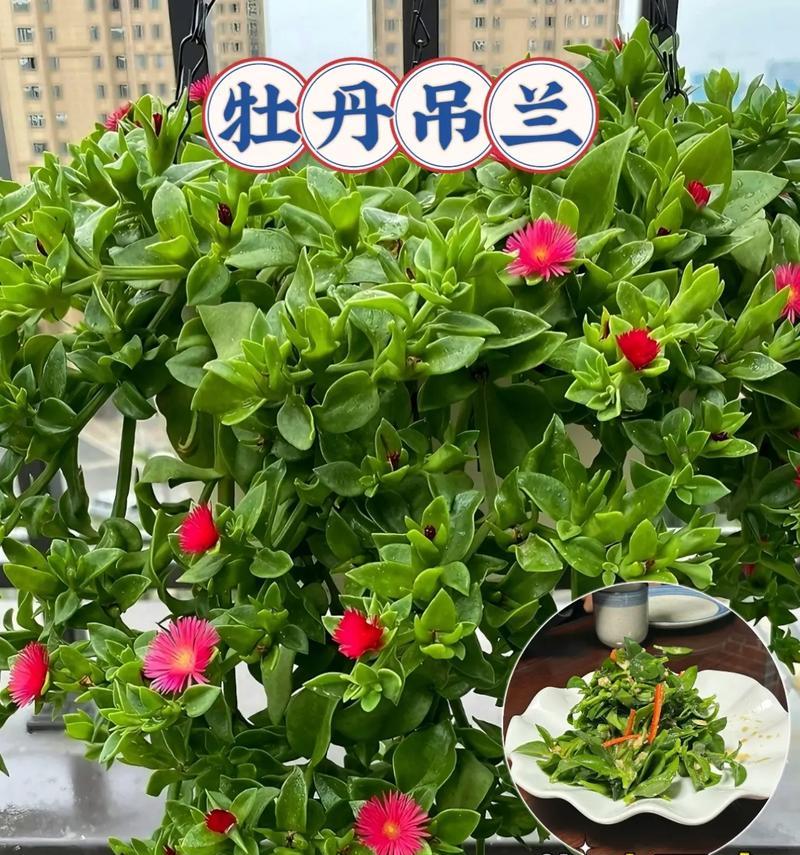 盆景牡丹花的养殖方法是什么？如何打理？
