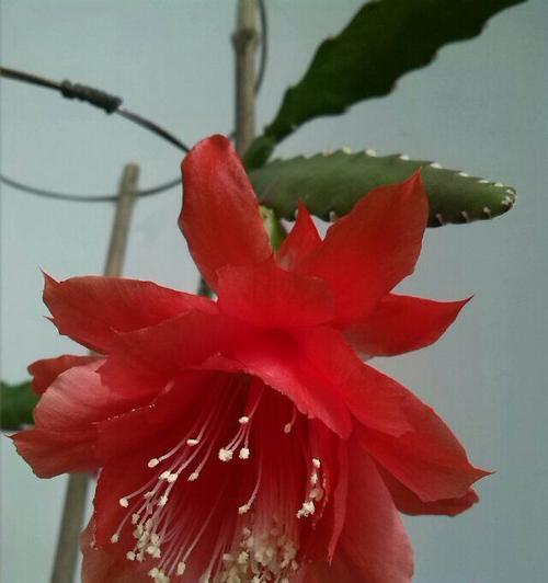 玫瑰花新芽红色代表什么品种？红色新芽玫瑰花的品种有哪些？