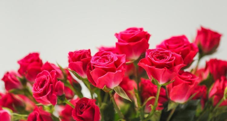 玫瑰花新芽红色代表什么品种？红色新芽玫瑰花的品种有哪些？