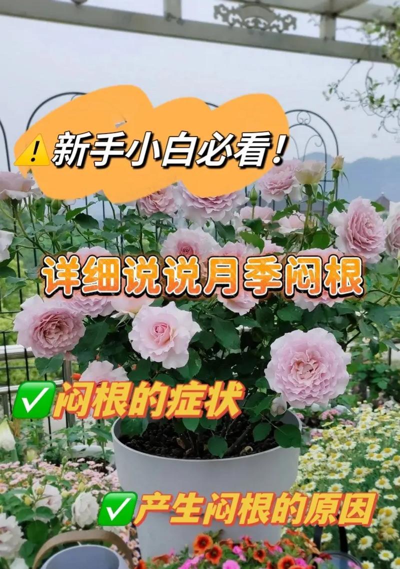木叶冰冻仙人掌的养护要点是什么？