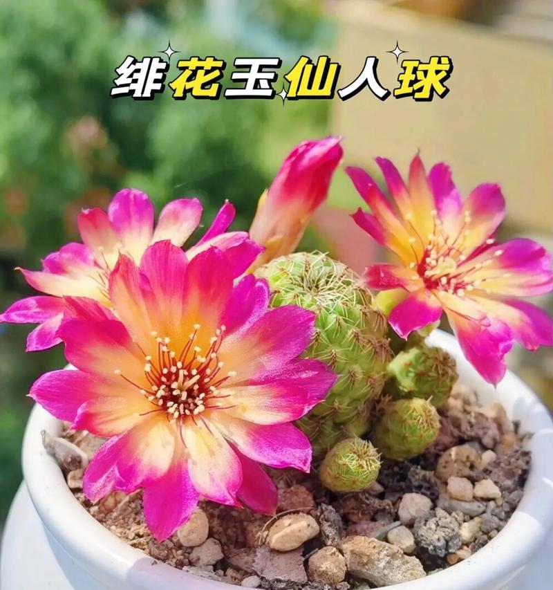 极光仙人球盆栽的养殖技巧是什么？