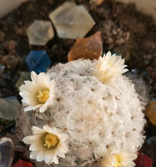 仙人球开花时像什么？开花前后需要哪些特别护理？