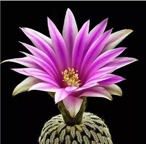 仙人球开花时像什么？开花前后需要哪些特别护理？