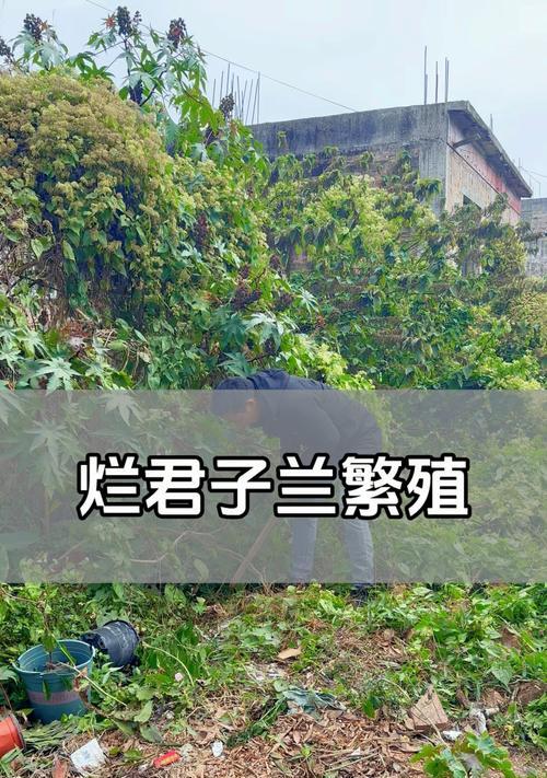 君子兰叶片繁殖的可能性及原因？