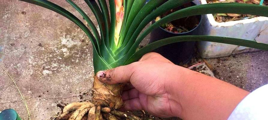 开花君子兰怎么养护和管理？促进君子兰开花的养护技巧是什么？