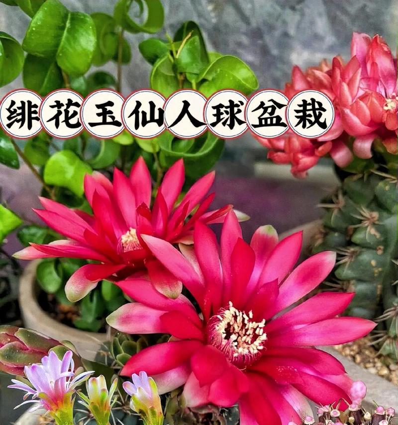 带盆仙人球的正确养护方法是什么？