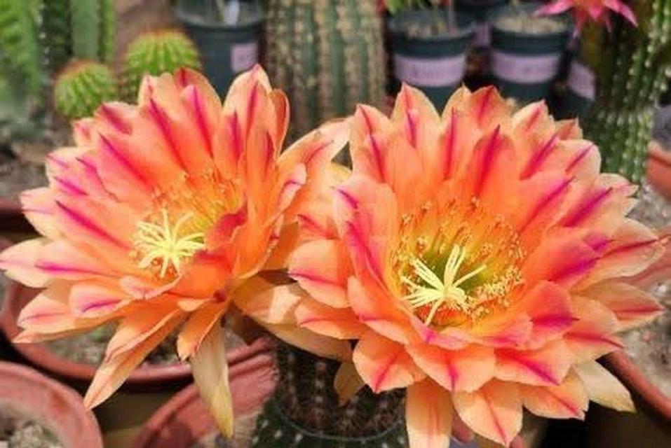 树形无刺仙人掌开花的秘诀是什么？如何促进其开花？
