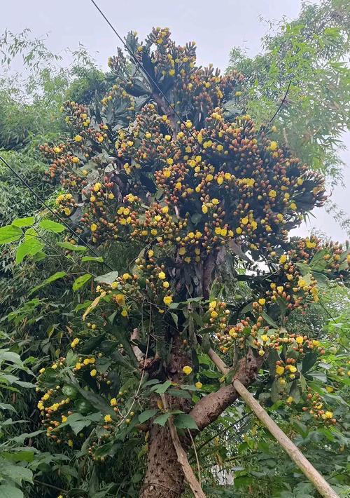 树形无刺仙人掌开花的秘诀是什么？如何促进其开花？