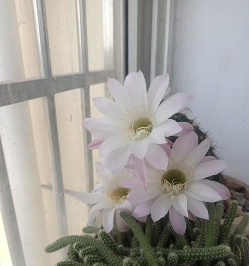 树形无刺仙人掌开花的秘诀是什么？如何促进其开花？