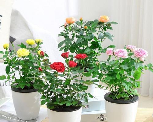 装玫瑰花的盆栽专业名称是什么？有什么特别的养护要求？