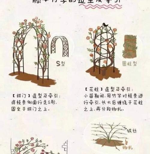 玫瑰花叶子修剪的正确方法是什么？