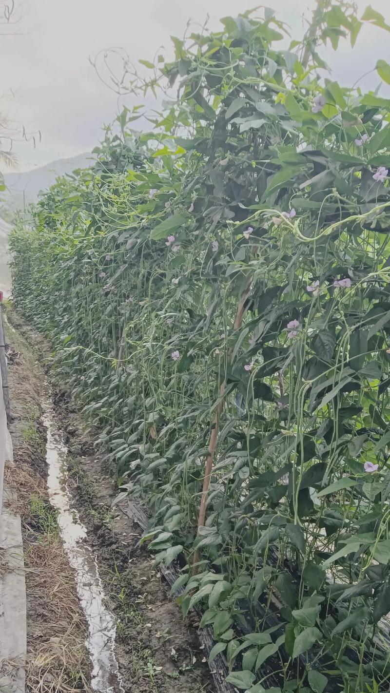 什么菜根部像玫瑰花的叶子？有哪些常见的蔬菜？