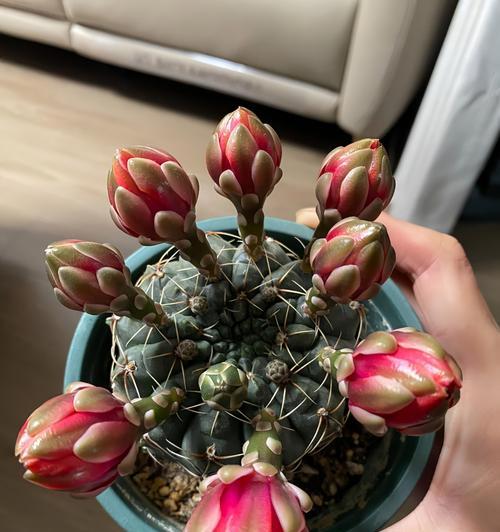仙人球养殖天花板的正确方法？如何避免生长问题？