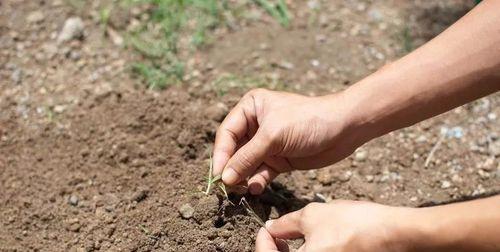 大号仙人球彩球种植步骤是什么？种植后如何照料？