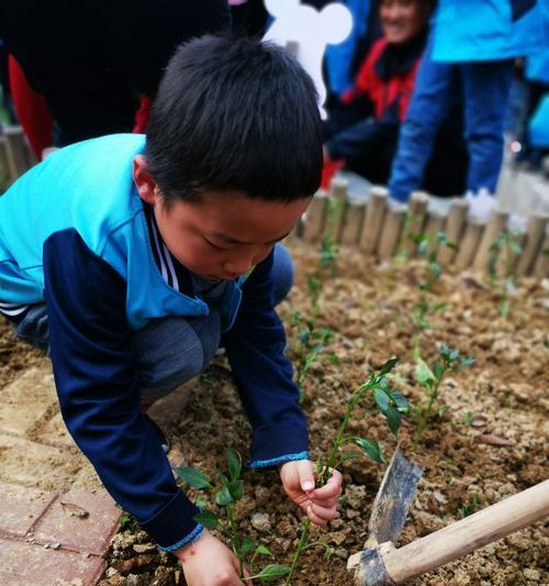 大号仙人球彩球种植步骤是什么？种植后如何照料？