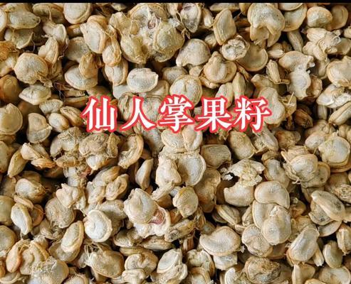 仙人掌果实种植的正确步骤是什么？