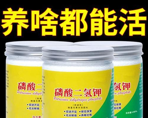君子兰的日常养护需要注意哪些方面？