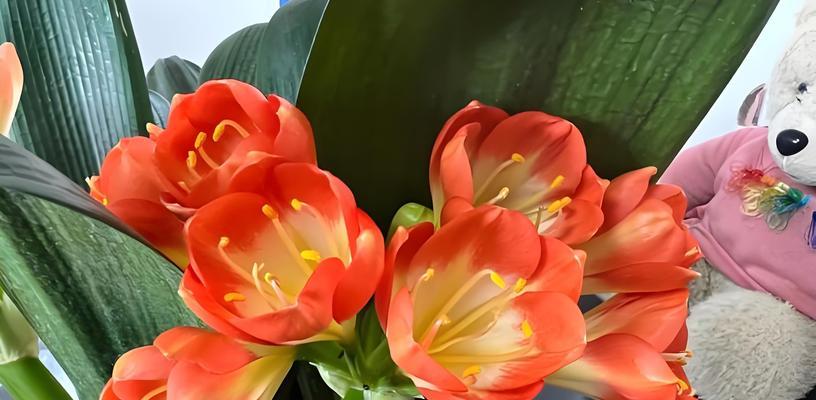 君子兰属于哪一类植物？它的生长习性有哪些？