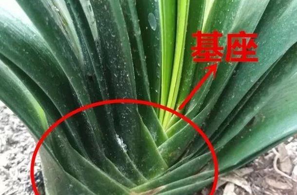 君子兰属于哪一类植物？它的生长习性有哪些？