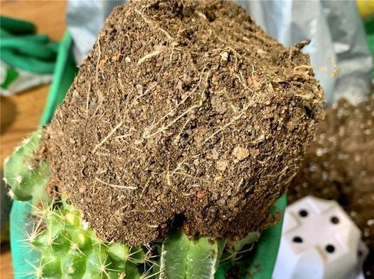 饥荒仙人掌花朵种植技巧是什么？