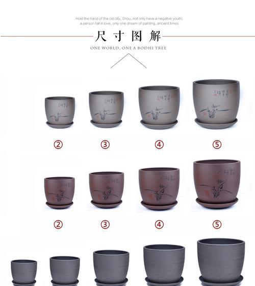 大号君子兰的养护和管理技巧有哪些？如何保持其健康生长？
