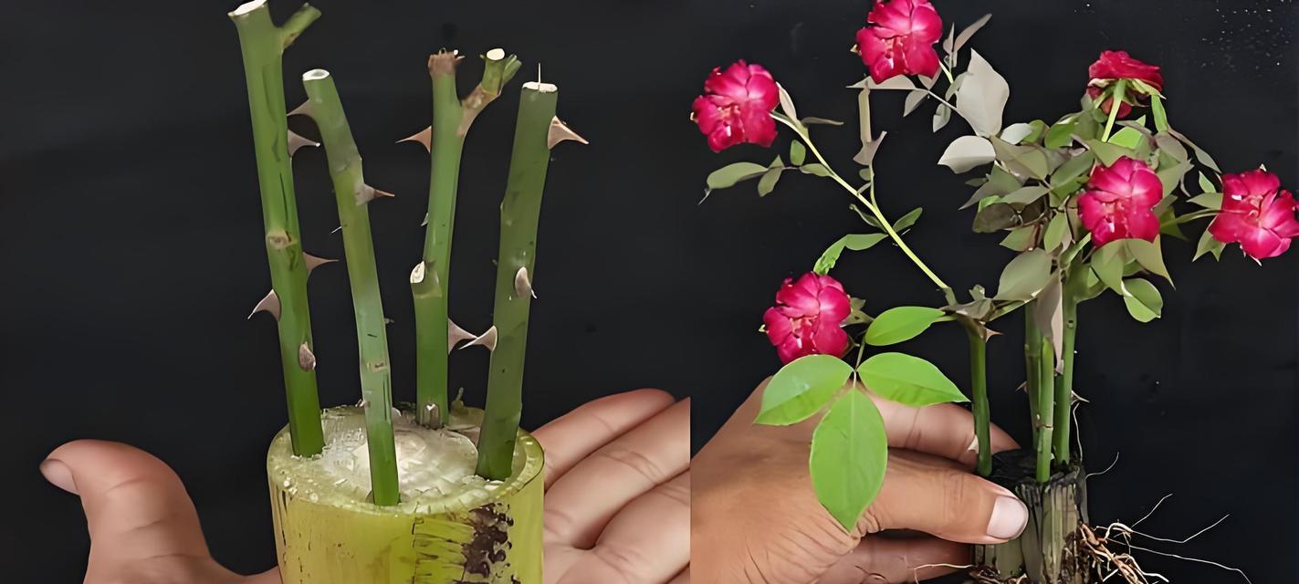 泥土怎么卷玫瑰花？具体操作步骤是什么？