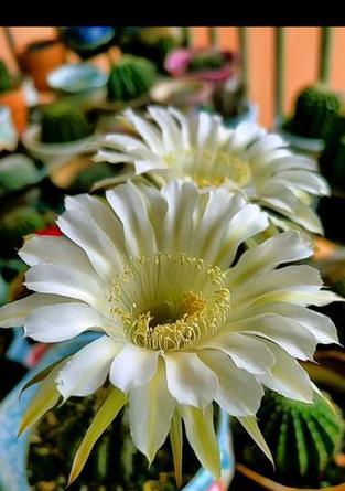 彩草黄花仙人球的养护管理要点是什么？