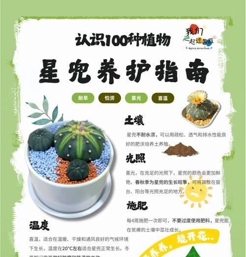 彩草黄花仙人球的养护管理要点是什么？