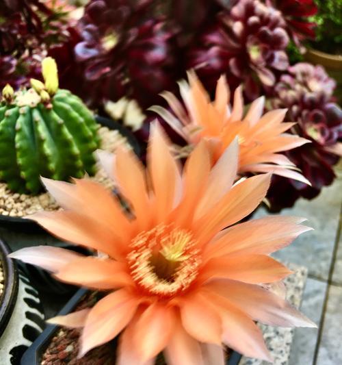 彩草黄花仙人球的养护管理要点是什么？
