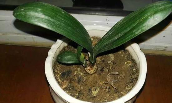 君子兰新芽黑斑的原因是什么？如何预防和处理？